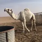 فحل علياني ثنو شرط الضراب