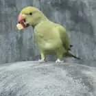 تم البيع