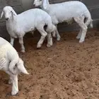 ذبايح بريه جايه من خارج الرياض