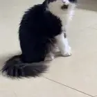 قطط شيرازي