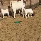 مواشي عنز مصريه رباع متوائم تيوس السومه واصل 1700