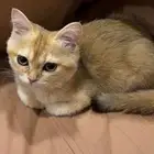 قطة بريتش سكوتش