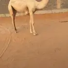 بكرة وضحى طيبه