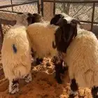 طليان نعيم(تم البيع)
