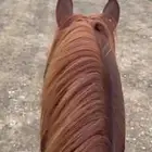 حصان شعبي