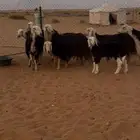 شياه نجد