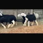 عرض بيع رخل جذعات بالفحل