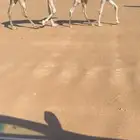 عشرا من ابل ابوعجاريد حدرها قعود