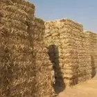 قصب جيزاني