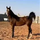 فرس