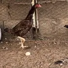 طقم دجاج بكستاني