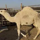 قعودين عفر قصب للبيع