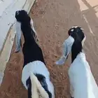 ذبائح تيوس و جفار على حليب أمهاتها