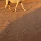 لقحه وضحا كفو