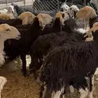 للبيع غنم نجد مواليد