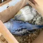 عشرين زوج بادجي للبيع وبعضهم محضن على فروخ والبعض على بيض