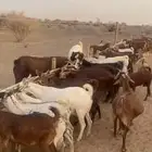 معزا جنوبيات محايلية وبورقت ظلم
