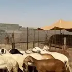 خلفات سواكن