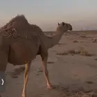 ضريبه شعلا
