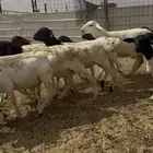 برابر مرابي جذعان