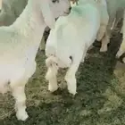 غنم حريه العدد 130 فيها رخال وخرفان