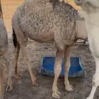 قعدان طيبه