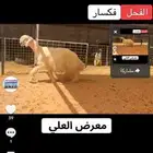 عرض بيع فحل عيسي مشروط النسف رباع