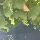 ورق عنب فاخر بلدي