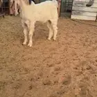 تيس مطور ابيض اجم كفوو