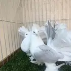 طبه رقاص امريكي