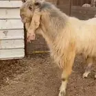 تيس مشروك