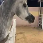 حصان وأهو البيع شعبي