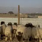 ذبايح نعيمي الخرج