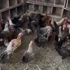 دجاج بلدي وفيومي بياض