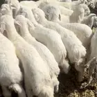 بهم حري السوم 880