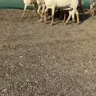 شياه سواكن خصم الخصم