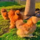 نوادر دجاج القطني ( الزعفراني TOP )