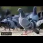 متوافر حمام بري كميات غير محدواده