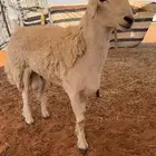 فحل حري كفو وصنف