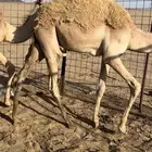 قعود وبكره سمان