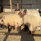 جذعان نعيم