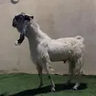 تيس مطور فاخر