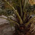 محصول نخل للبيع أخلاص