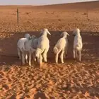 طليان حريات للبيع