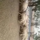 طليان ورخال حريه ذبايح سمان ماشاء الله