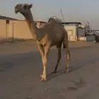 بكره شقحاء