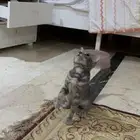 قطه عمرها شهرين أنثى