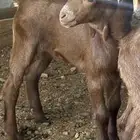 دواغير جنوبيات دهم تيس وجفره تم البيع