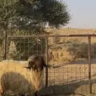 فحل رباع شرط القريع