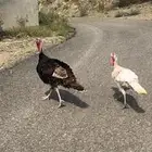 دجاج رومي زوج